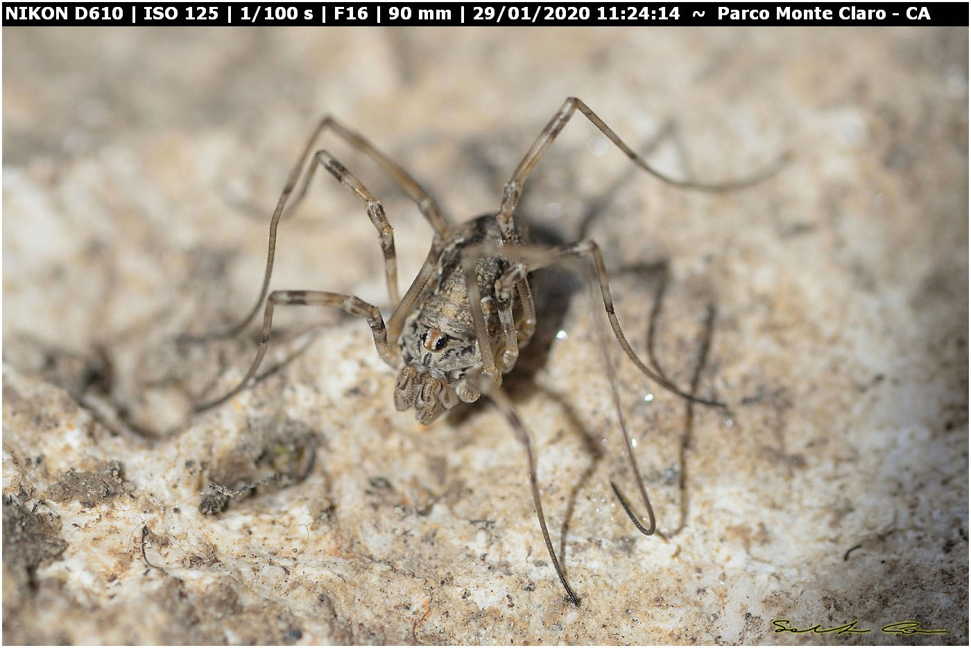 Dasylobus argentatus argentatus - Phalangiidae